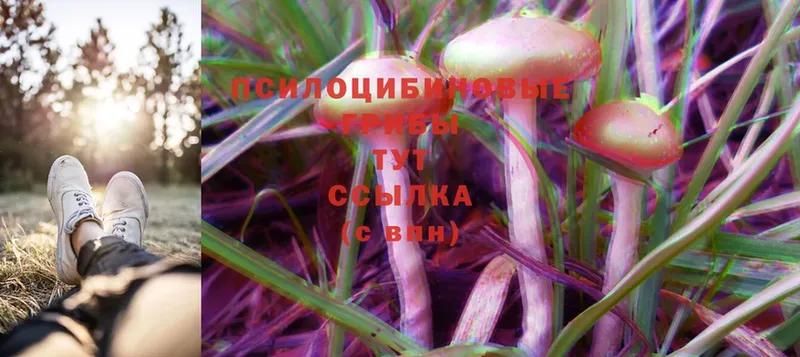 цена   Екатеринбург  Галлюциногенные грибы Psilocybe 